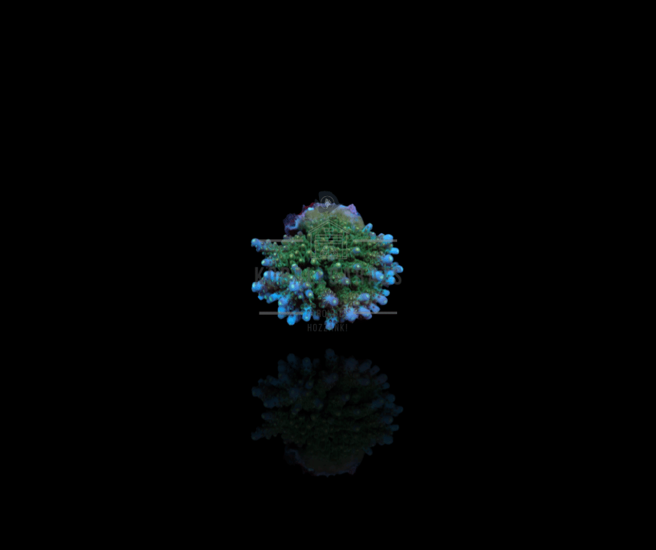 Acropora (Maricultured)